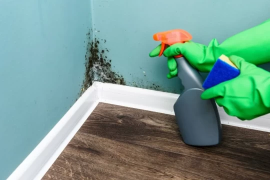 7 Tips To Prevent and Combat Mold in Your Home